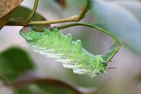Close up butterfly worm on tree Stock Photos