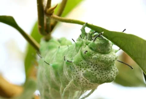 Close up butterfly worm on tree Stock Photos