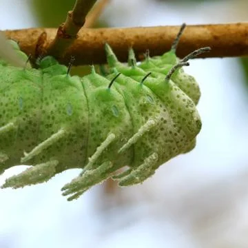 Close up butterfly worm on tree Stock Photos