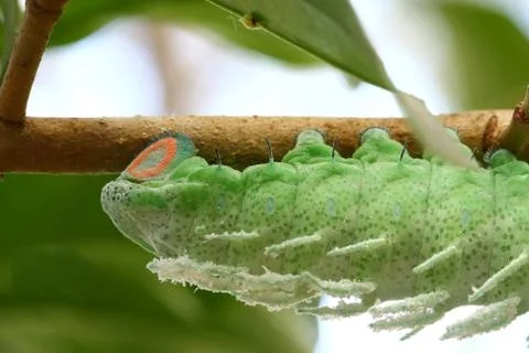 Close up butterfly worm on tree Stock Photos