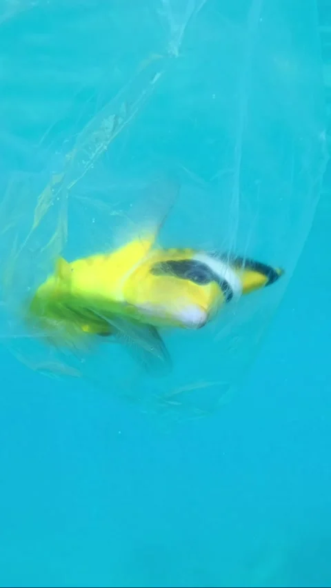 Close-up of Butterflyfish died hitting trapped in a transparent plastic bag   Stock Footage 233900828