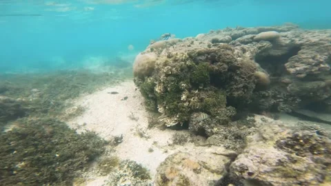 Close up to butterflyfishes Manini or Convict Surgeonfish with algae white sand  Stock Footage 252178431