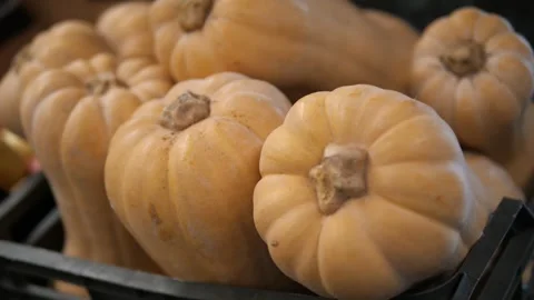 Close-up of butternut squash lying in a basket. Pumpkin harvest. Stock Footage 311540803