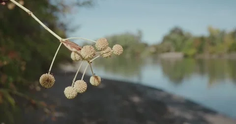 Close up of buttonbush flowers on shore of a river Stock-Footage 289503693