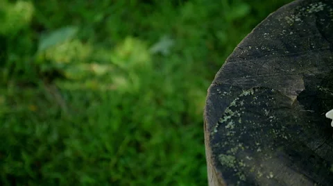 Close up of Buttonhole on wooden Stock Footage 65727673