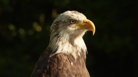 Close up of buzzard raptor Stock Footage 344377552