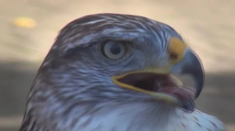 Close Up of Buzzardhead - anamorphic  (1440 x 1080) Video stock 43926482