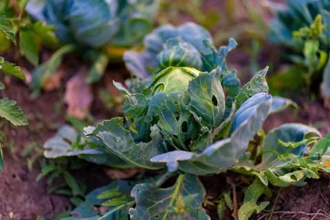 Close-up of cabbage. Cabbage grows in the garden. Stock Photos