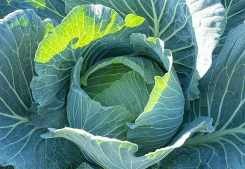 Close up of cabbage in the cabbage patch Stock Photos