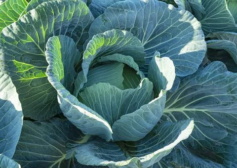 Close up of cabbage in the cabbage patch Stock Photos