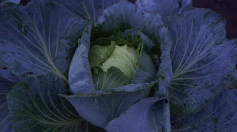 Close-up of Cabbage in Garden Stock Photos