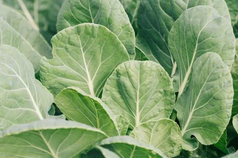 Close-up of cabbage growing on the ground Stock Photos