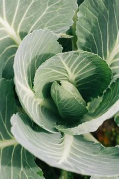 Close-up of cabbage growing on the ground Stock Photos