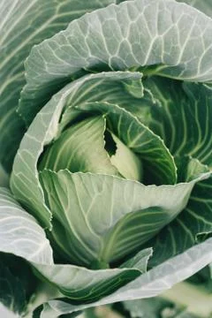 Close-up of cabbage growing on the ground Stock Photos