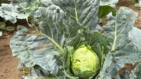 Close Up of Cabbage Head with Gentle Horizontal Camera Movement Stock Footage 345718924