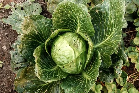 Close-up of a cabbage leaf with holes, a powerful symbol of a garden pest i.. Stock Photos