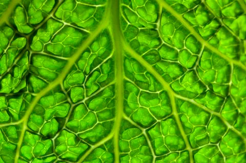 Close up cabbage leaf 写真素材