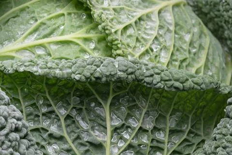 A close up of a cabbage leaf with water drops on it Stock Photos