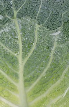 A close up of a cabbage leaf with water drops on it Fotos Stock