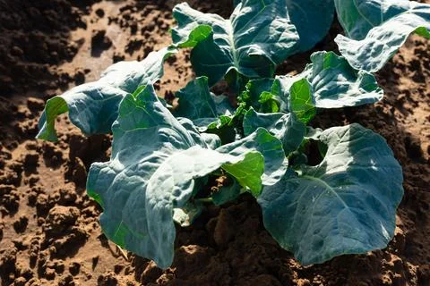 Close-up of Cabbage Leaves Stock Photos