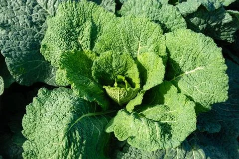 Close-up of cabbage leaves Stock Photos