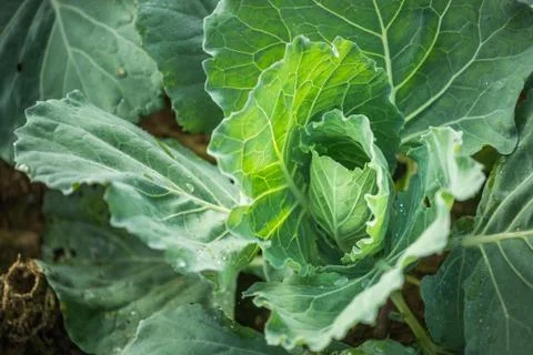Close up of cabbage lettuce Stock Photos