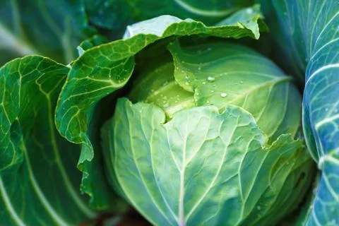 Close-up of cabbage Stock Photos