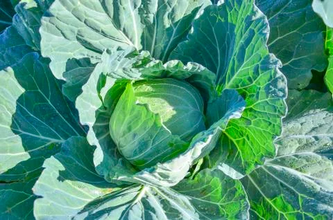 Close up of the cabbage Stock Photos