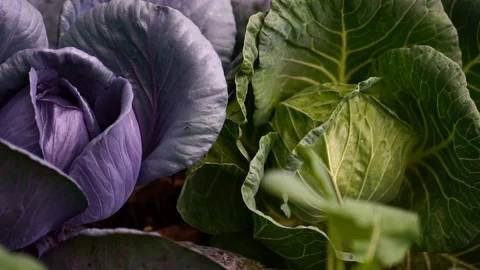 Close up of cabbage plant growing in soil. Concept of organic healthy food  Stock Footage 108563324