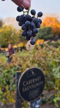 Close-up of Cabernet grape vineyard Stock Photos