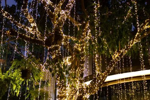 Close up cable of string led lights on tree in the garden at night time Photos