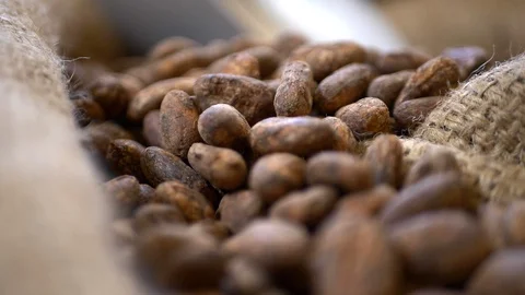 Close-up of cacao chocolate beans from Peru in burlap sack. Stock Footage 100645351