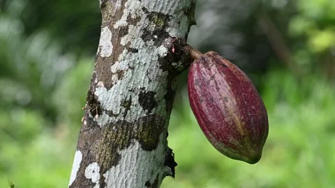Close cacao pod grows from Ubud tree Stock Footage 339074395