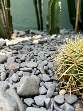Close-up of cacti and pebbles Stock Photos