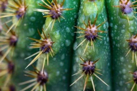 Close up on cactus after the rain Stock-Fotos