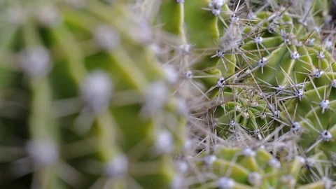 Close-up of cactus and its thorns Stock Footage 77198015
