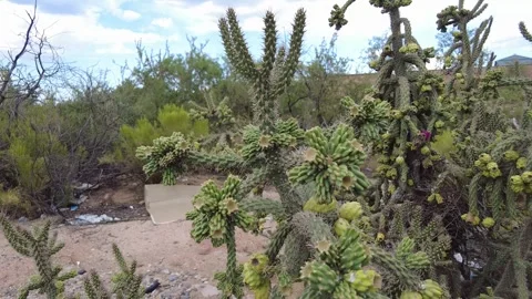 Close up of cactus in Arizona Stock Footage 251936596