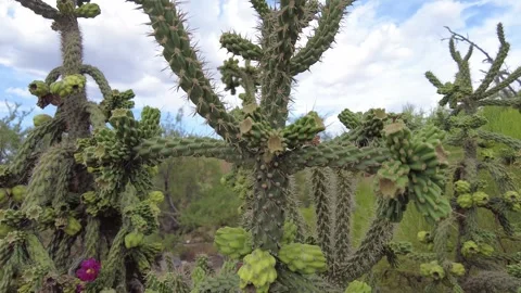 Close up of cactus in Arizona Stock Footage 251936623