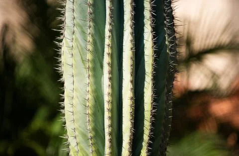 Close up cactus backdround, cacti or cactaceae pattern. Cactus spiked. Foto stock