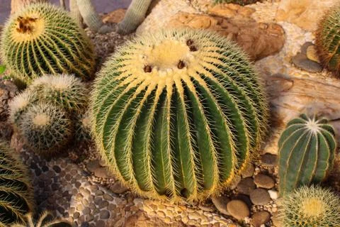 Close-up cactus, beautiful backgrounds. Foto stock