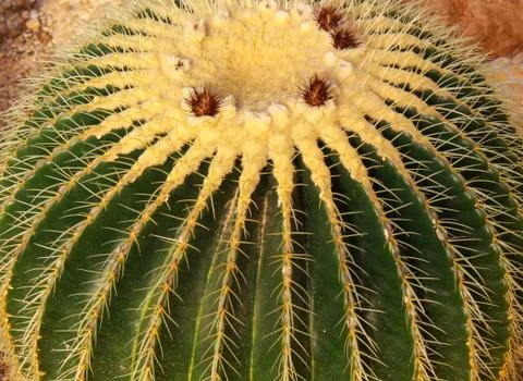 Close-up cactus, beautiful backgrounds. Photos