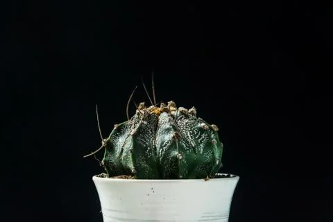 Close up cactus on black background Stock Photos