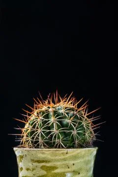 Close up cactus on black background Stock Photos