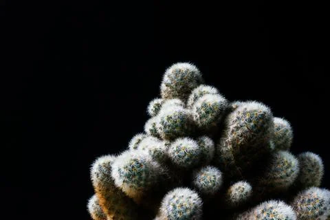 Close up cactus on black background Stock Photos