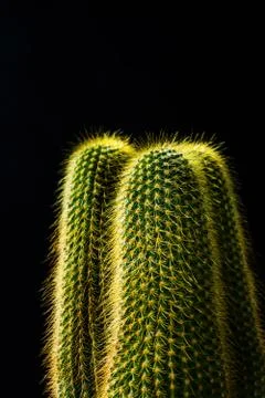 Close up cactus on black background Stock Photos