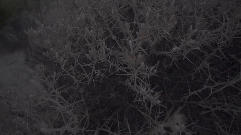Close Up Cactus Bush in Desert 스톡 동영상 98457887