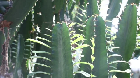 Close up of cactus, cactus in the garden 스톡 동영상 310079800