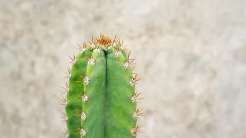 Close up of cactus on a cement wall texture. Stock Photos