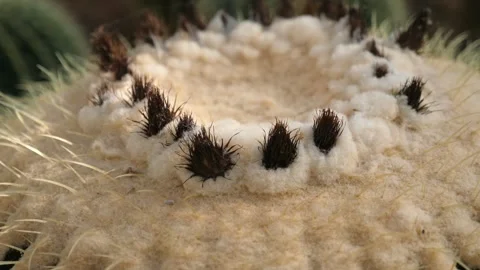 Close-up of cactus crown with sharp spines, desert flora, natural Stock Footage 288718648