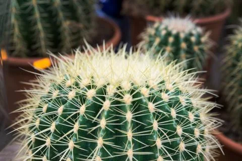 Close up of Cactus on dark background. Stock Photos